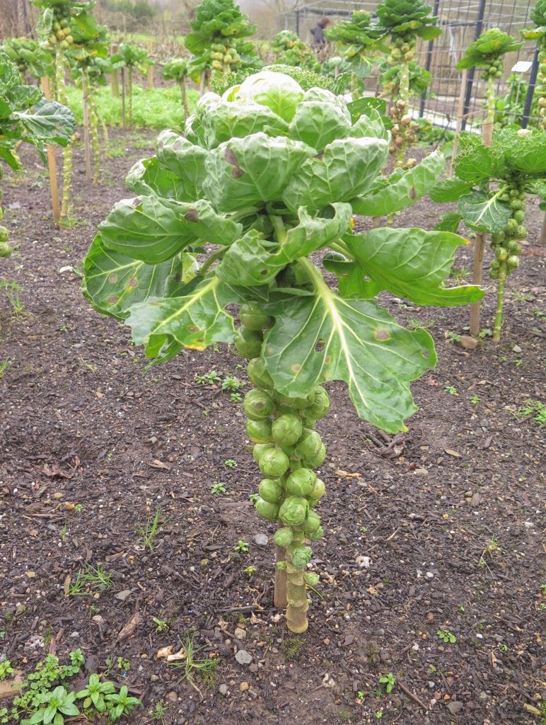 Ultimate Guide to Growing Brussels Sprouts at Home  
Easy Tips for Growing Brussels Sprouts in Your Garden  
How to Grow Brussels Sprouts: Step-by-Step Guide  
Growing Brussels Sprouts: Simple Tips for Big Harvests  
Brussels Sprouts Gardening: Beginner’s Quick Start Guide