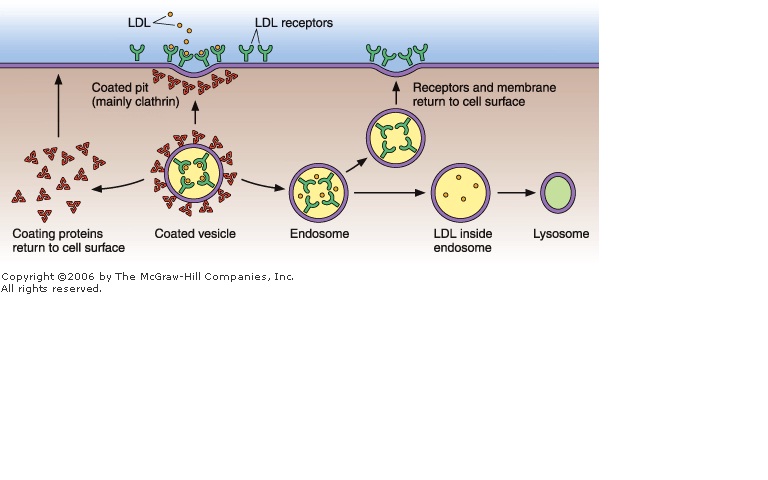 Receptor Mediated Endocytosis Internalization Steps Celebrate Cytochemistry Gwen V Childs Ph D Receptor Mediated Endocytosis Internalization Steps Celebrate Cytochemistry Gwen V Childs Ph D