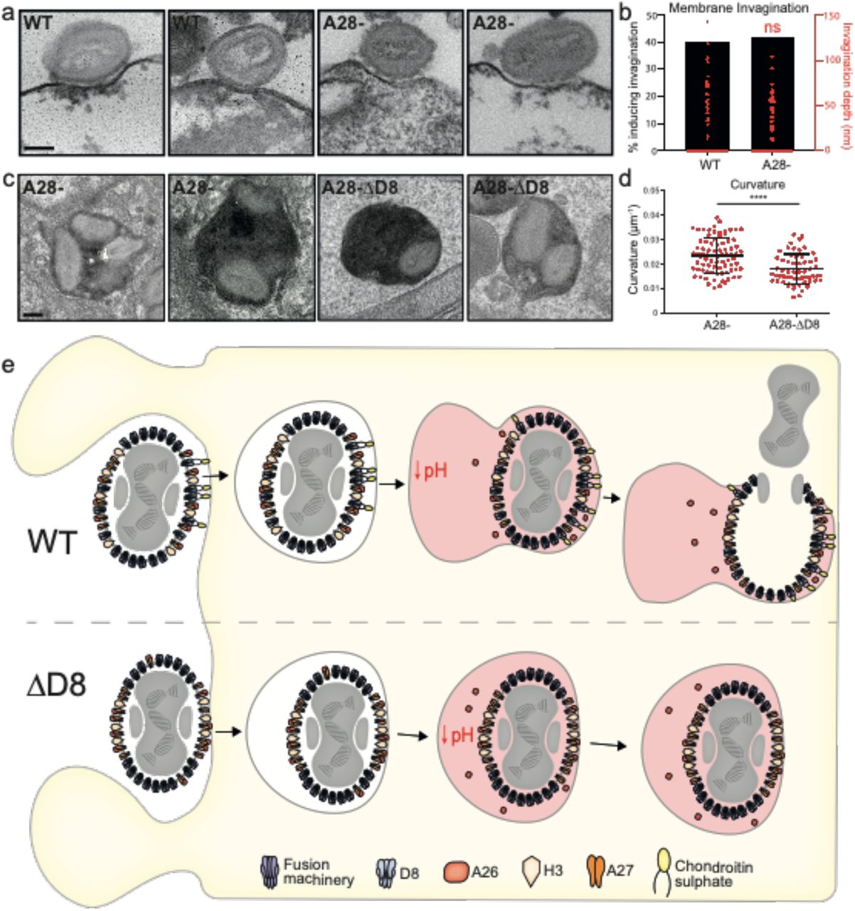 Receptor Mediated Endocytosis: Unlocking Cellular Secrets