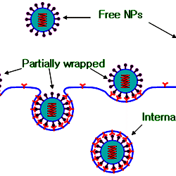 Schematics Of Receptor Mediated Endocytosis Of Nps Download Scientific Diagram Schematics Of Receptor Mediated Endocytosis Of Nps Download Scientific Diagram